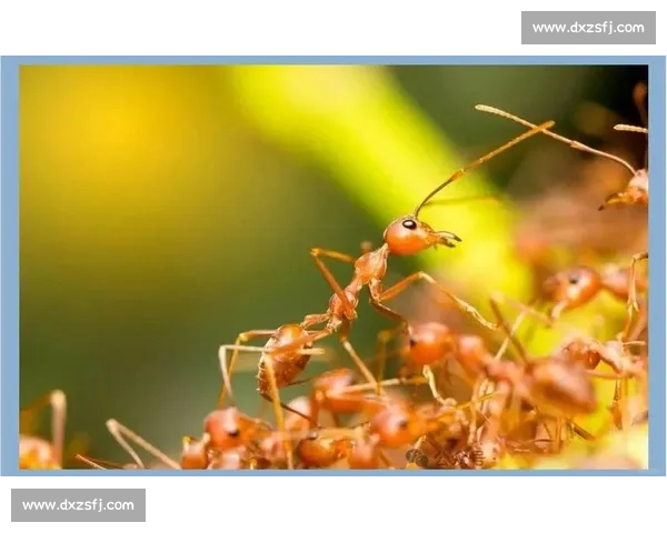 梦魇突袭！科学解析与实用应对指南